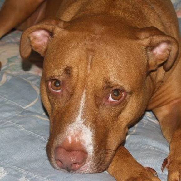 Meet your Posher, Tracey - Picture 1 of 1